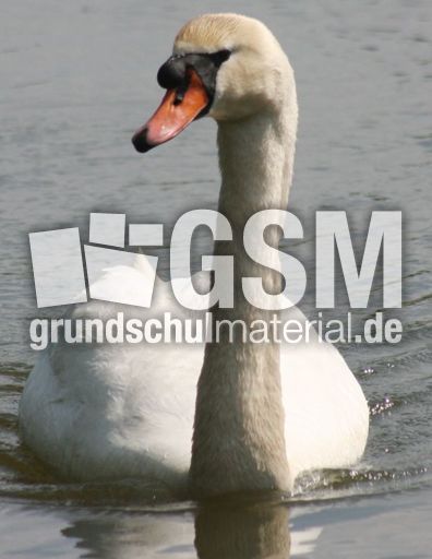 Höckerschwan_8159.jpg